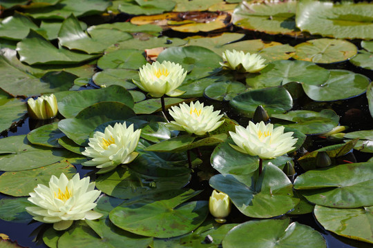 公園里的池塘