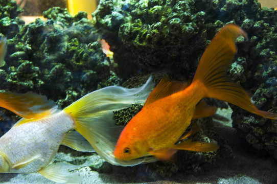 水中魚