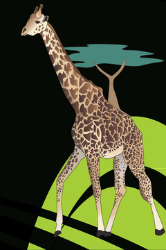 Giraffe（長(zhǎng)頸鹿）