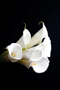 白色的calla lily