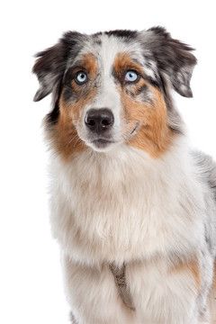 澳大利亞牧羊犬