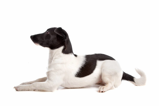 杰克羅素梗犬