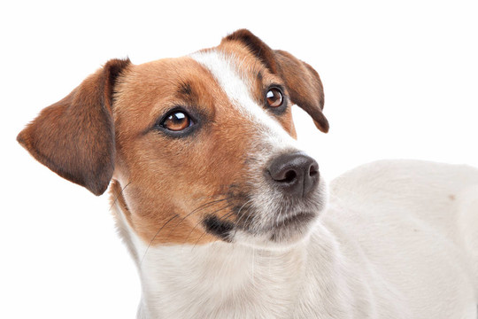杰克羅素梗犬
