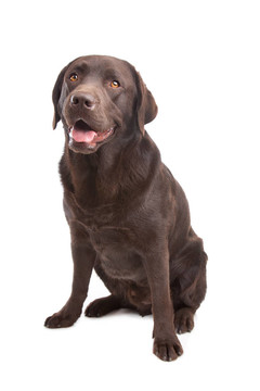 拉布拉多獵犬
