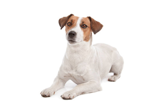 杰克羅素梗犬