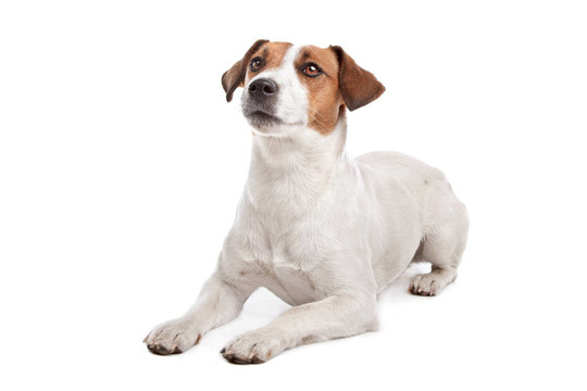 杰克羅素梗犬