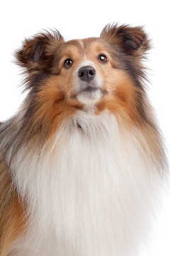 喜樂蒂牧羊犬