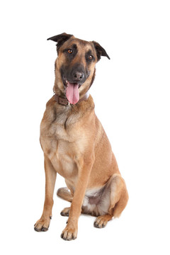 比利時牧羊犬馬里努阿犬