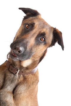 比利時(shí)牧羊犬馬里努阿犬