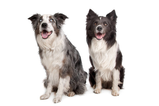 邊境牧羊犬和澳大利亞牧羊犬