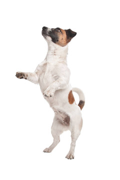 杰克羅素梗犬