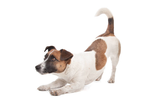 杰克羅素梗犬