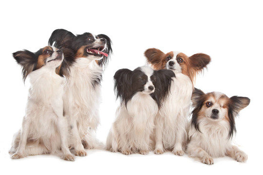 五蝴蝶犬組