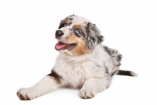 澳大利亞牧羊犬