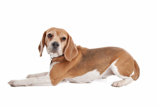 比格犬