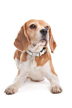 比格犬