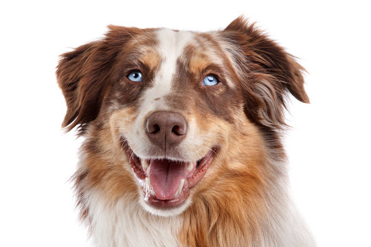 澳大利亞牧羊犬
