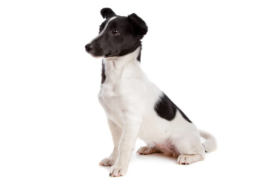 杰克羅素梗犬