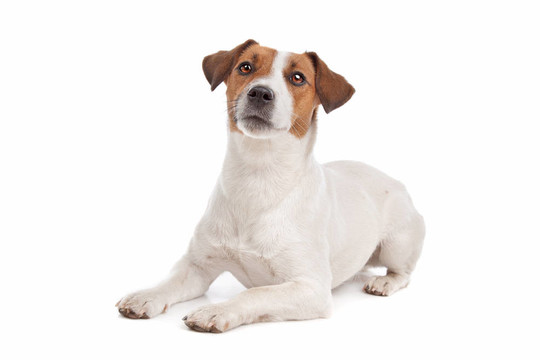 杰克羅素梗犬