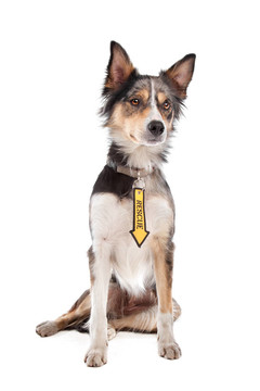 邊境牧羊犬