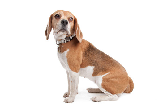 比格犬