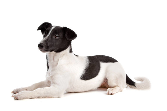 杰克羅素梗犬