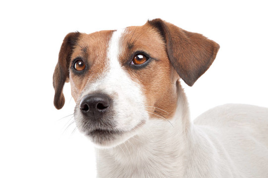 杰克羅素梗犬