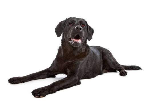 一只拉布拉多獵犬、平毛尋回犬的雜交犬