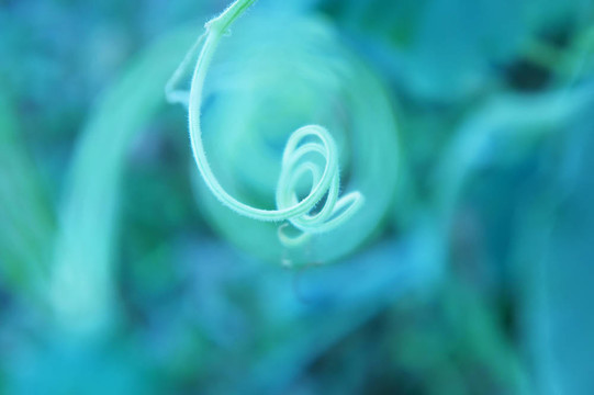 卷曲的樹枝