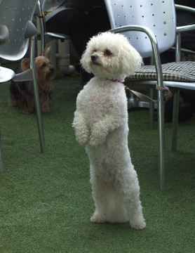 貴賓犬