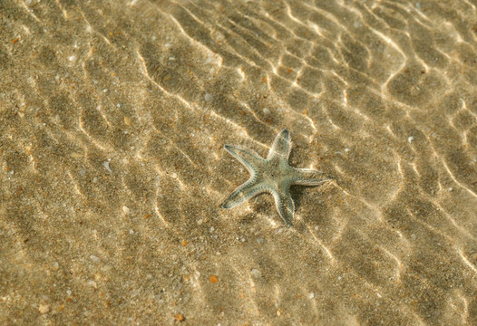 淺灘上的海星