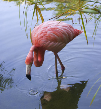 粉红色的火烈鸟在池塘里