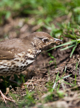 歌鶇（Turdus philomelos）