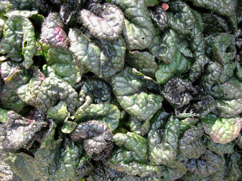 Ajuga。背景的葉子