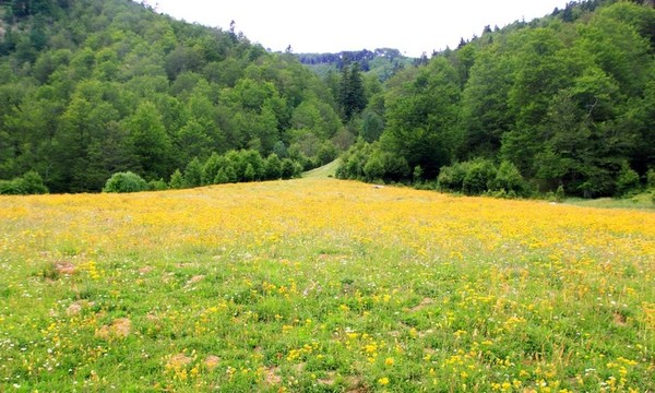 完美的鮮花草甸在樹山