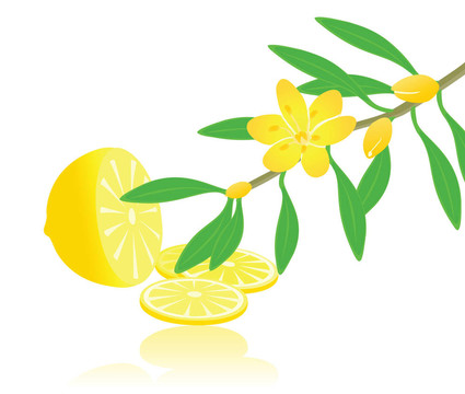 一個檸檬和柚子枝葉果實。一個插畫