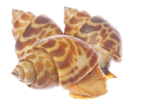 活食用貝類