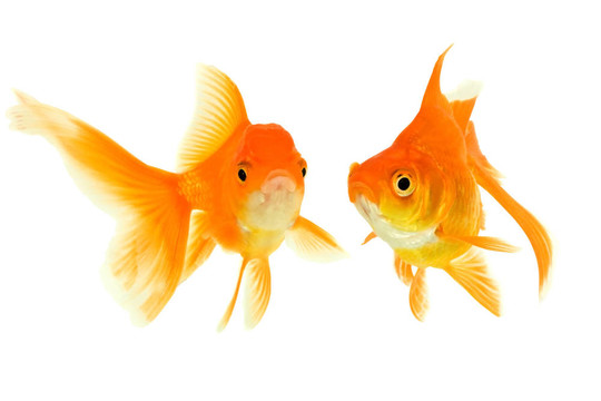 女性和男性的金魚