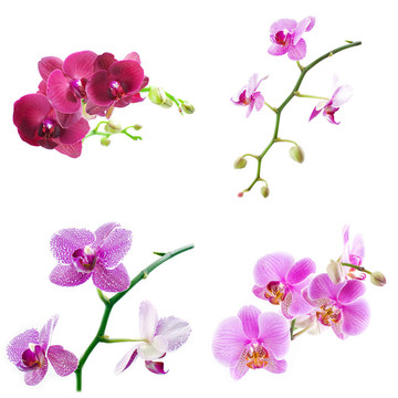 蝴蝶蘭白色隔離
