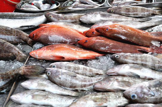 魚(yú)