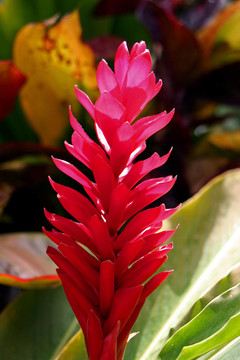 紅姜花