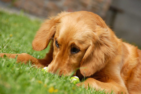 金毛獵犬的肖像