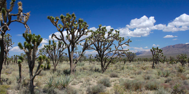 在莫哈韋沙漠的Joshua Trees