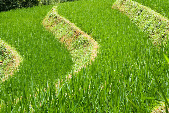 梯田