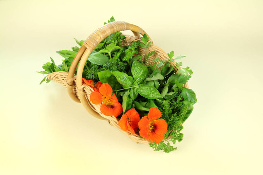 花園里摘草藥
