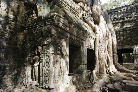 樹根寺遺址