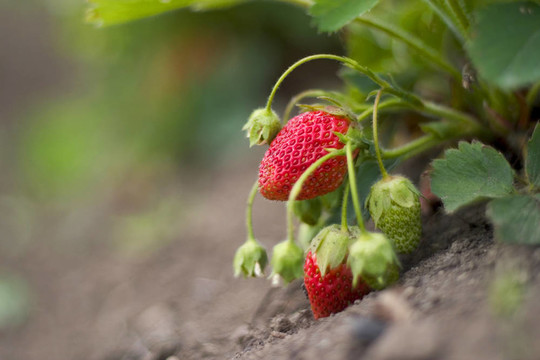 红草莓在花园里生长