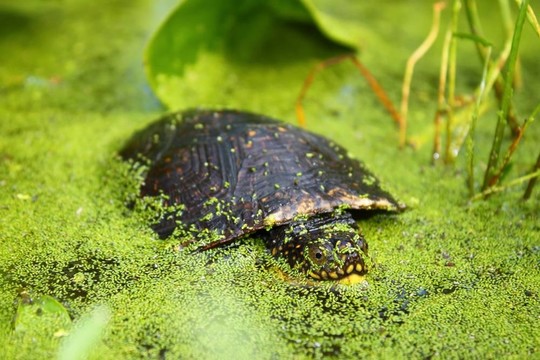 Blandings Turtle（Emydoidea blandingii）