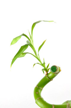 關(guān)閉幸運(yùn)竹