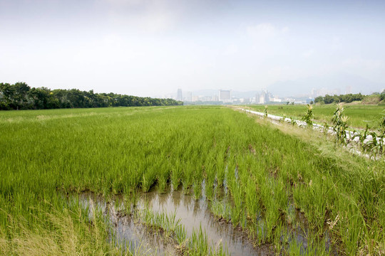 水稻農(nóng)場